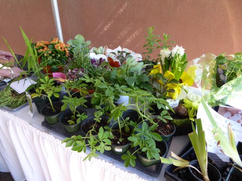 May18Plant Exchange plants